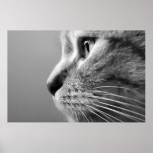 Poster rosto bonito de gato