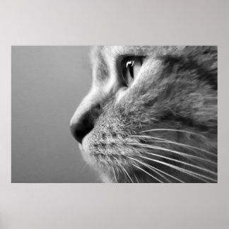 Poster rosto bonito de gato