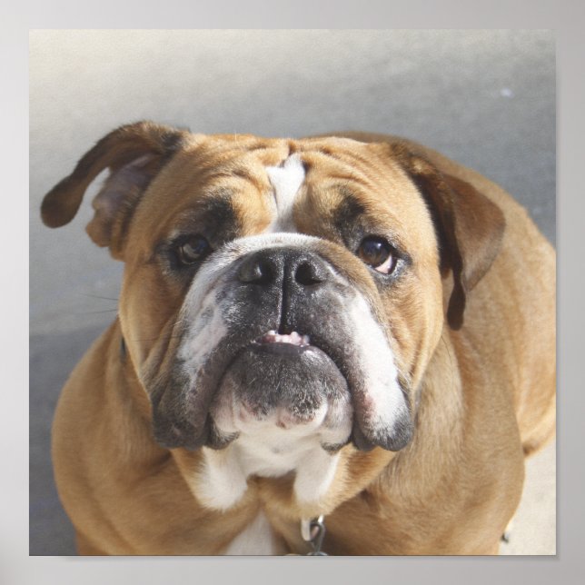 Poster Rosto de Bulldog - Bulldog Inglês, Brown (Frente)