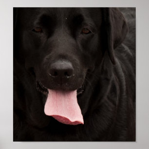 Pôster Rosto de cachorro preto