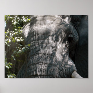 Pôster Rosto de elefante
