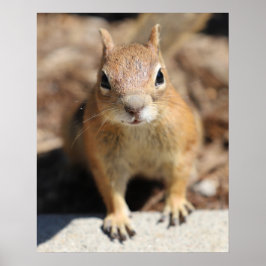 Poster Rosto de Esquilo