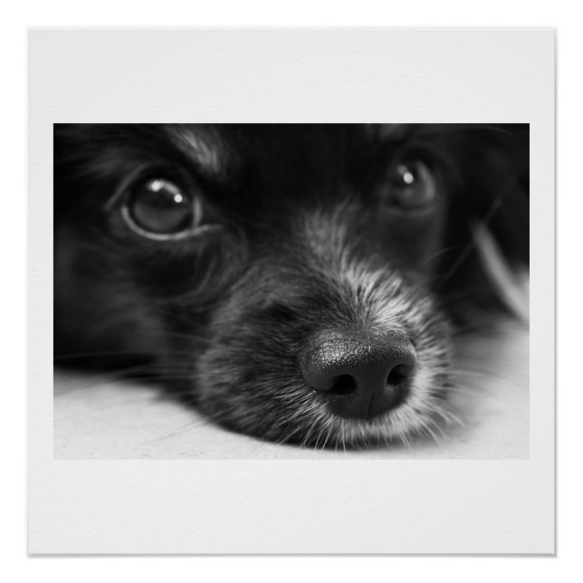 Pôster rosto de papillon (Frente)