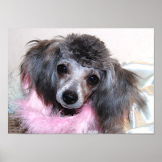 Pôster Rosto de Poodle de Brinquedo de Prata