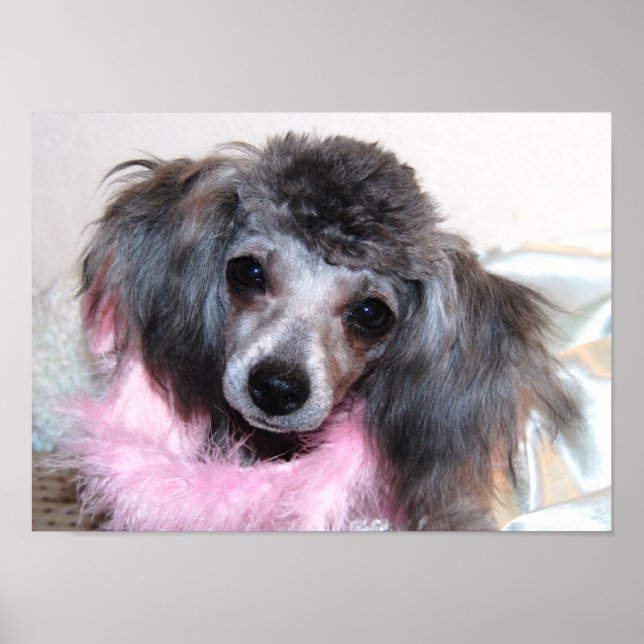 Pôster Rosto de Poodle de Brinquedo de Prata (Frente)