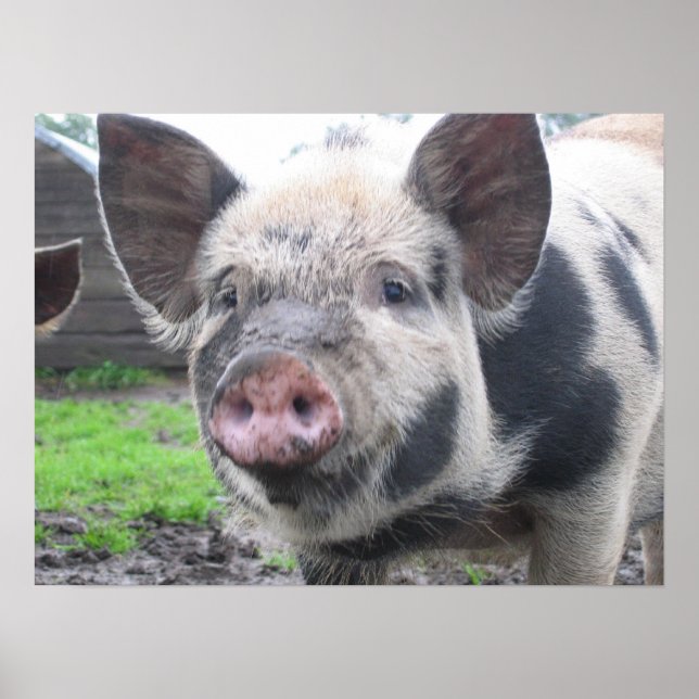 Pôster Rosto de Suínos (Frente)