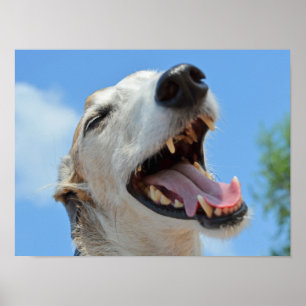 Poster Rosto Feliz de Greyhound Sorridente, Céu Azul Clos