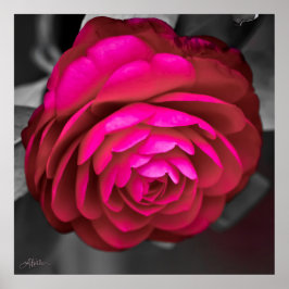 Poster Rosy Camellia
