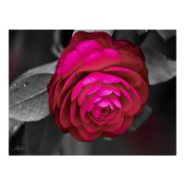 Pôster Rosy Camellia