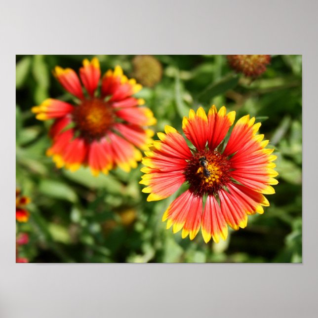 Pôster Roteiro de Fogo - Sundance Wildflower (Frente)