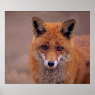 Pôster Rotfuchs, retrato, close-up, contacto de olhar