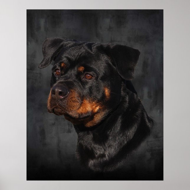 Pôster Rottweiler (Frente)