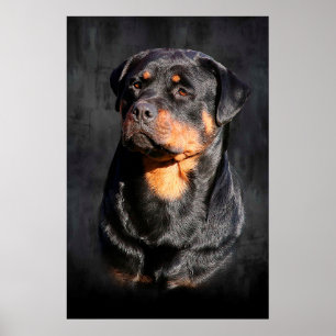 Pôster Rottweiler