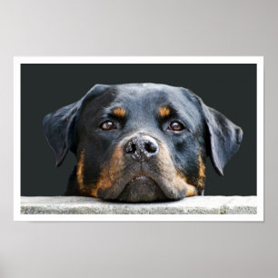 Pôster Rottweiler