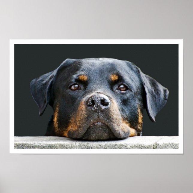 Pôster Rottweiler (Frente)
