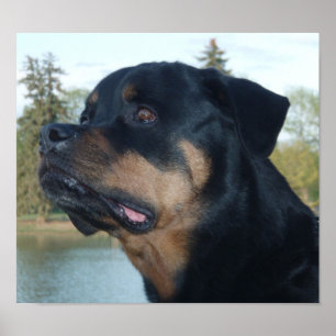 Poster Rottweiler bonito
