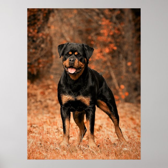 Poster Rottweiler Cachorro (Frente)