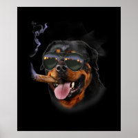 Rottweiler Com Vidro Solar De Aviador De Veste De