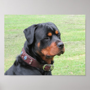 Poster Rottweiler considerável