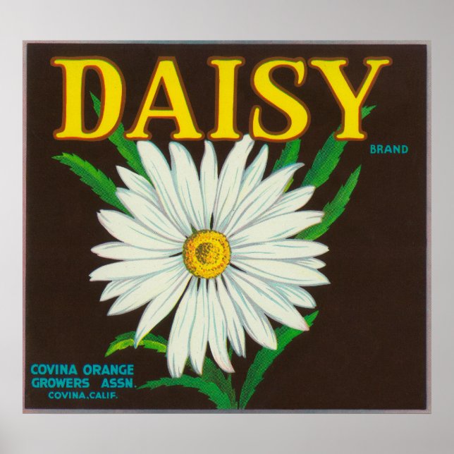 Poster Rótulo de Taxa de Citros de Marca Daisy (Frente)