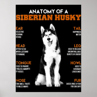 Poster Rouco | Anatomia Dos Cães Husky Siberianos