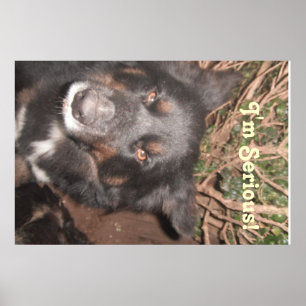 Poster Rouco Collie Cross