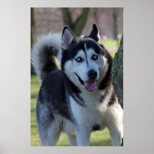 Poster Rouco de Escamudo do Alasca Cachorro Lindo Impress