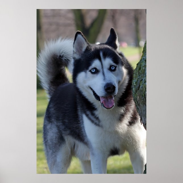 Poster Rouco de Escamudo do Alasca Cachorro Lindo Impress (Frente)