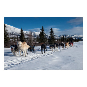 Pôster Rouco do Alasca Cachorro Raça Sled