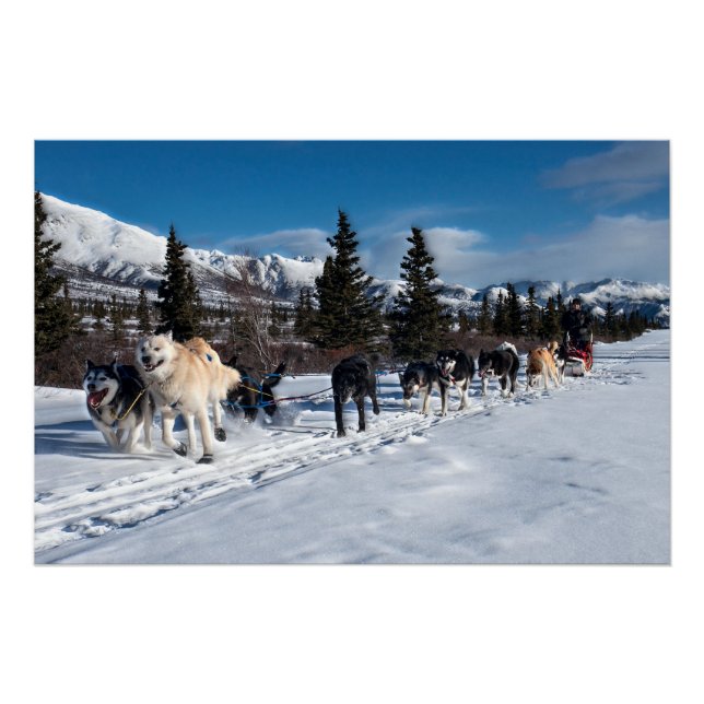 Pôster Rouco do Alasca Cachorro Raça Sled (Frente)