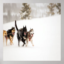 Roucos do Alasca correndo na neve