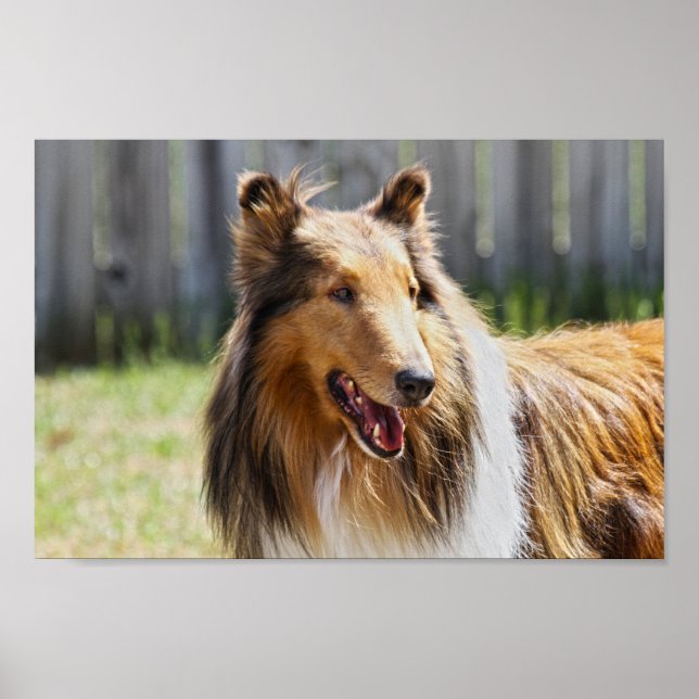 Poster Rough Casaco Tricolor Collie Dog (Frente)