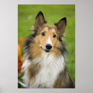 Poster Rough Collie, cão