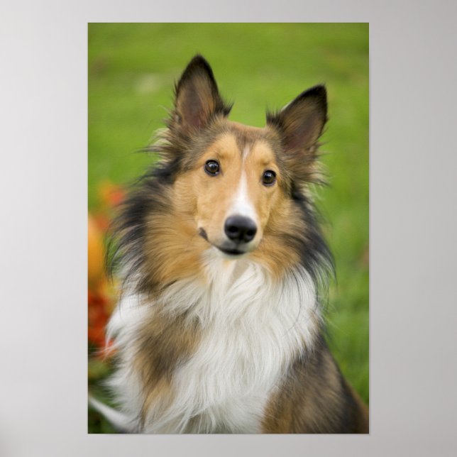 Poster Rough Collie, cão (Frente)