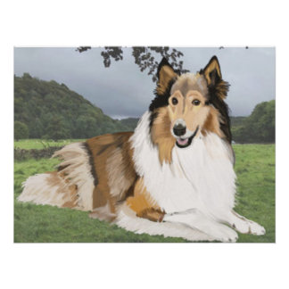Pôster Rough Collie contra os Yorkshire Dales