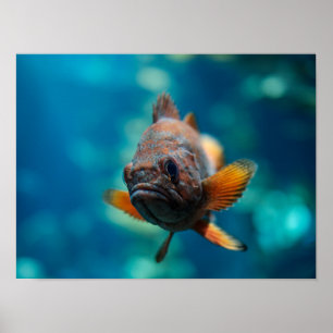 Poster Rougheye Rockfish