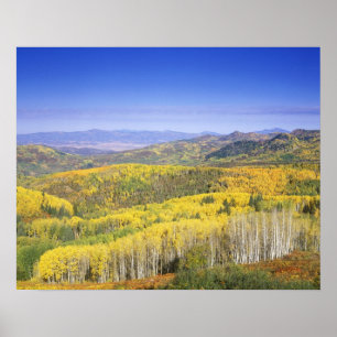 Pôster Routt National Forest in Autumn color, near