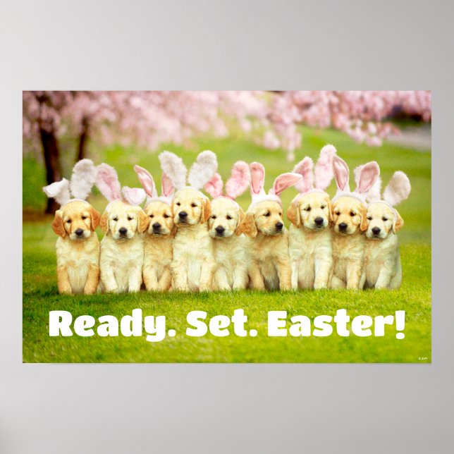 Poster Row of Puppy Bunnies (Frente)