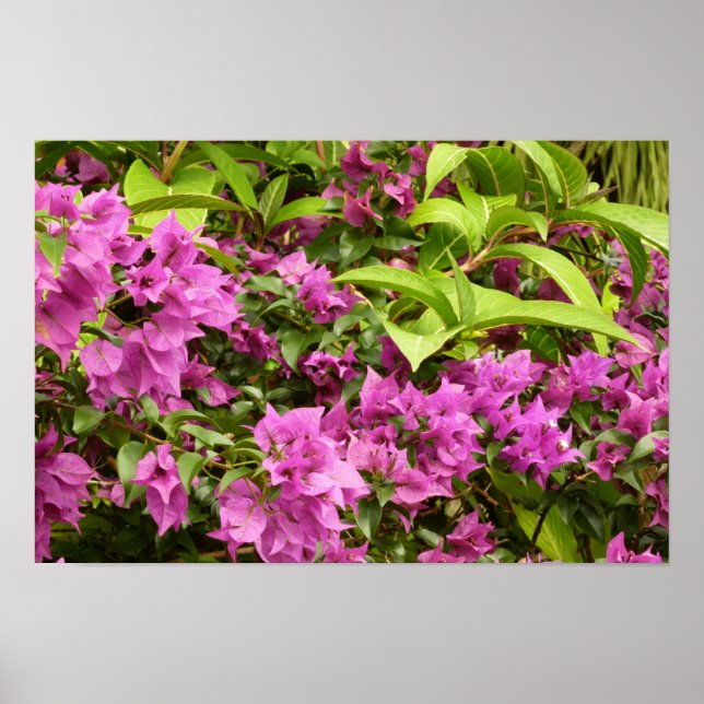 Poster Roxa Floral de Bougainvillea Tropical (Frente)