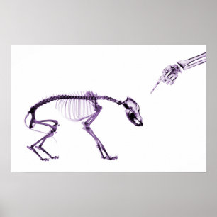 Pôster Roxo branco de esqueleto do raio X mau do cão