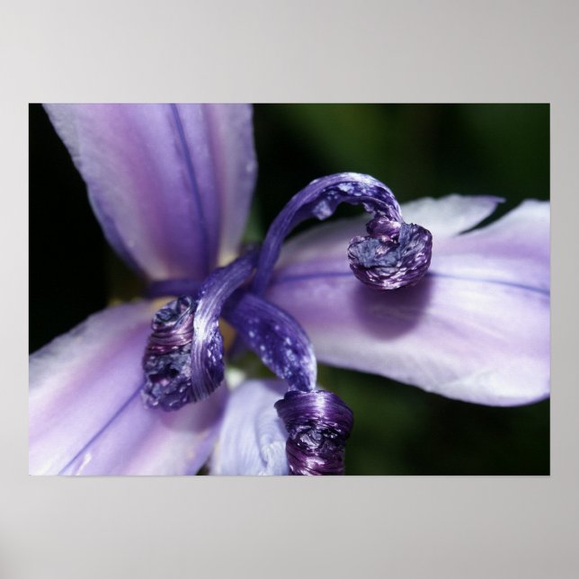 Poster roxo da íris (Frente)