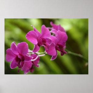 Poster roxo da orquídea