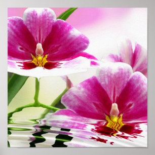 Poster Roxo de orquídea