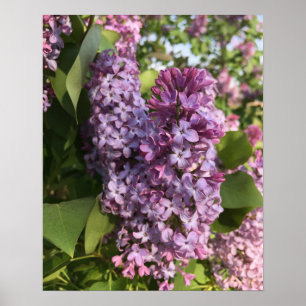 Poster roxo do Lilac