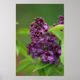 Poster roxo do Lilac
