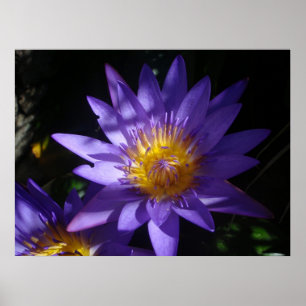 Poster roxo do lírio de água