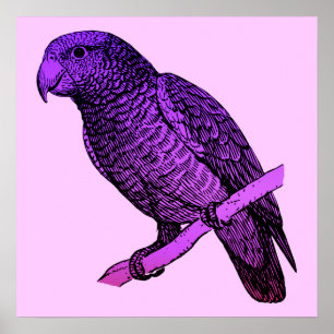 Poster roxo do papagaio