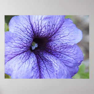 Poster roxo do petúnia