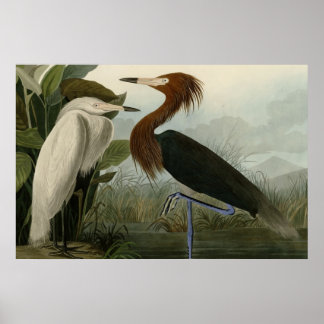 Pôster Roxo Heron