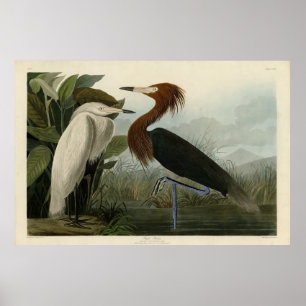 Poster Roxo Heron - das Aves da América de Audubon